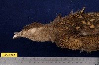 藍腹鷴藏品圖，第2張